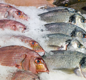 Algarve fresh fish